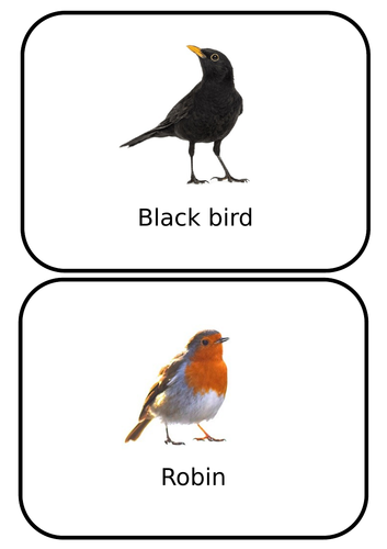 Bird Flash Cards