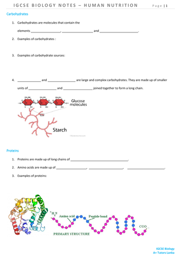 IGCSE Biology - Human Nutrition Notes