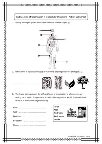 GCSE Biology - Levels of Organisation in Multicellular Organisms Activity Worksheet