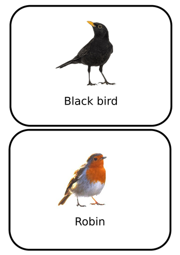 Animals Flash Cards