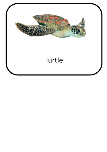 Reptile flash card