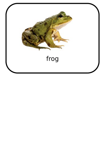 Amphibian Flash Cards