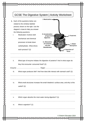 GCSE Biology - The Digestive System Activity Worksheet