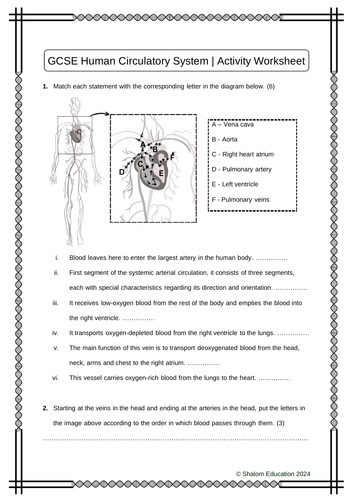 GCSE Biology - The Human Circulatory System Activity Worksheet
