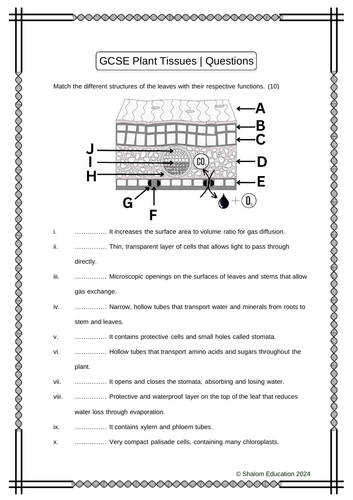 GCSE Biology - Plant Tissues Practice Questions