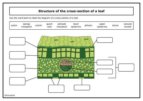 Structure of a leaf diagram + Answer sheet included