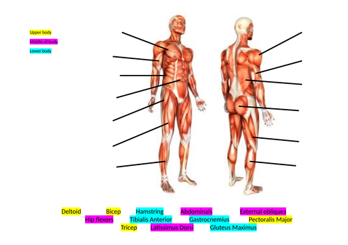 Muscles and Antagonistic Pairs Lesson