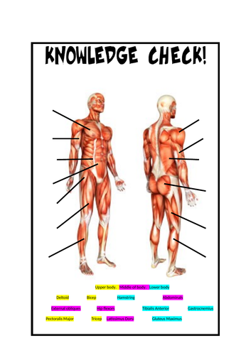 Differentiated Muscles Worksheet