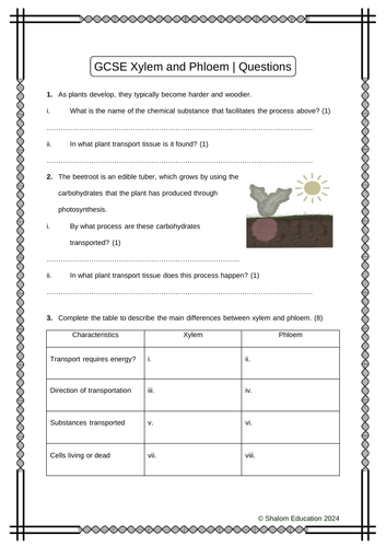 GCSE Biology - Xylem and Phloem Practice Questions