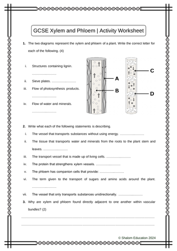 GCSE Biology - Xylem and Phloem Activity Worksheet