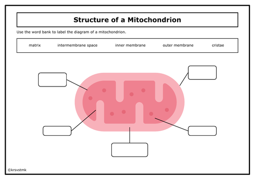 Structure of a Mitochondrion Diagram + Answers Included