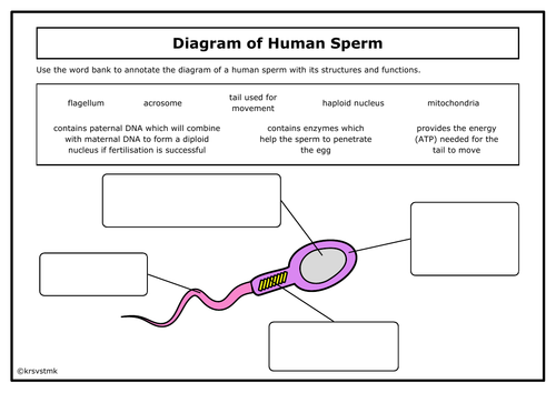 Adaptive Features of Human Sperm + Answers Included