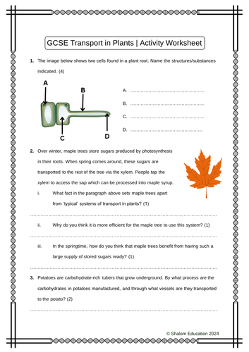GCSE Biology - Transport in Plants Activity Worksheet