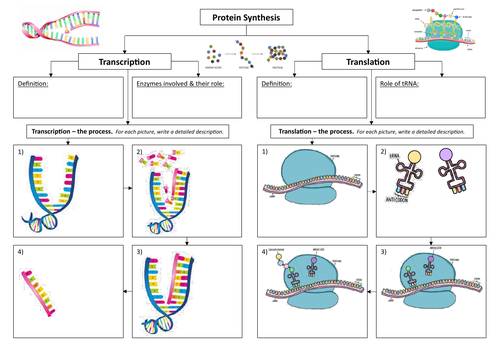 Protein Synthesis Summary Sheet - Edexcel A SNAB Biology; Topic 2 (AS)
