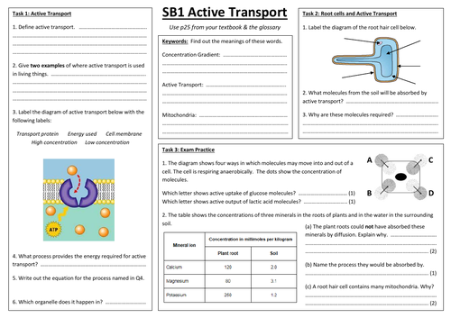 SB1i - Active Transport summary sheet (Edexcel Single Biology GCSE)