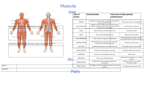 Muscles and antagonistic pairs revision sheet
