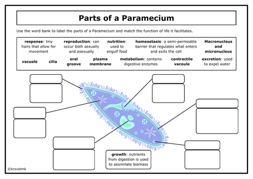 Label the Parts of a Paramecium + Answers Included