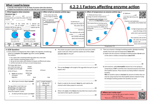Effect of pH and temperature on enzymes