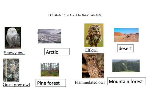 Owl non fiction fact file pack