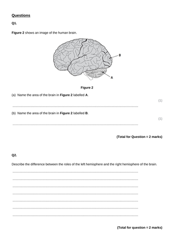 Edexcel GCSE Psychology - The Brain and Neuropsychology - Structure, function and Lateralisation