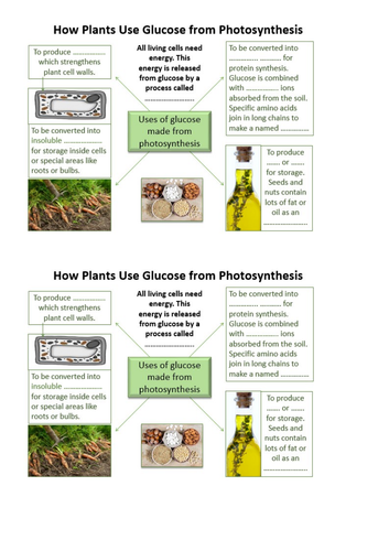 B8 Photosynthesis All Lessons