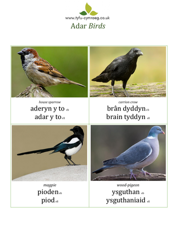 Home School Resource: Learning Welsh: expanding vocabulary - ADAR/ BIRDS