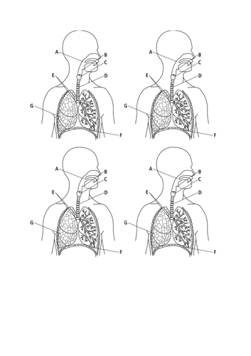 Respiratory sytem