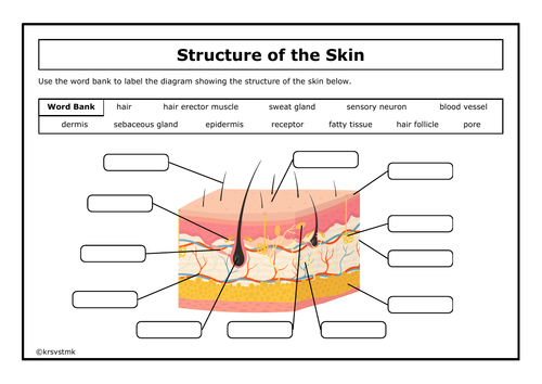 Structure of the Skin Worksheet + Answers