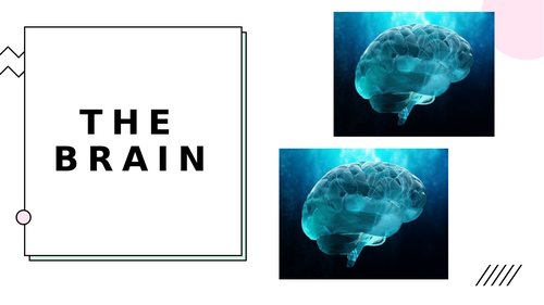 10.4 The brain