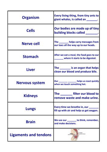 KS3 organs puzzle