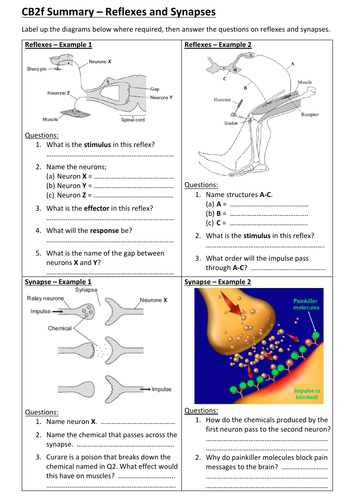CB2f - Reflexes & Synapses Summary Questions (Edexcel Combined Science GCSE)