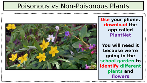Fieldstudy: Poisonous vs Non-Poisonous Plants