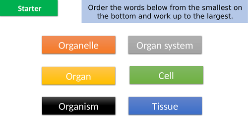Edexcel IGCSE Biology Section 1 Lesson 3 - Plants and Animals