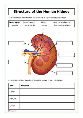 Structure of the Human Kidney + Answers