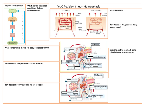 Homeostasis revision grid (revision mat) iGCSE Biology Edexcel