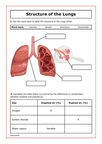 Lung Structure Worksheet + Answers