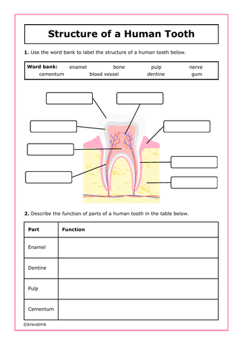 Structure of a Human Tooth + Answers