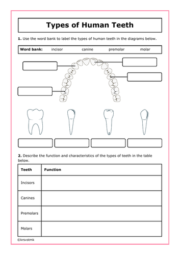 Types of Human Teeth + Answers