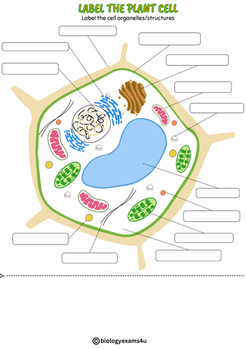 Plant Cell Labeling Worksheet Activity