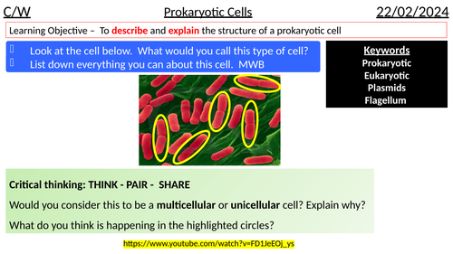 GCSE AQA B1 Prokaryotic Cells