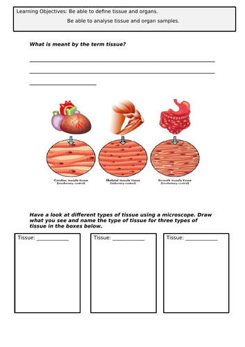 Tissues, Organs and Organ Systems