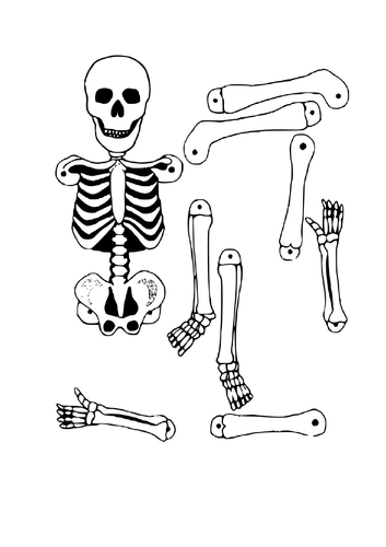 OCR GCSE Chapter 1.1- The Skeletal System