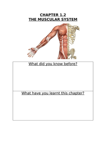 OCR GCSE PE Chapter 1.2- The Muscular System