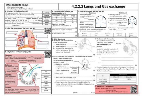 Lungs and gas exchange