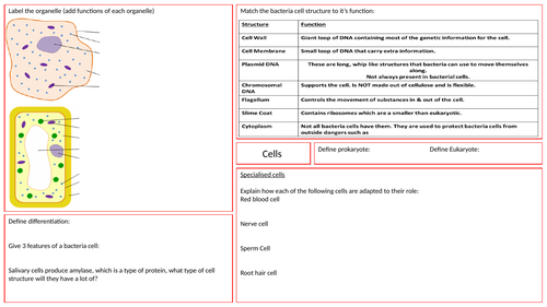 Cells Revision Mat