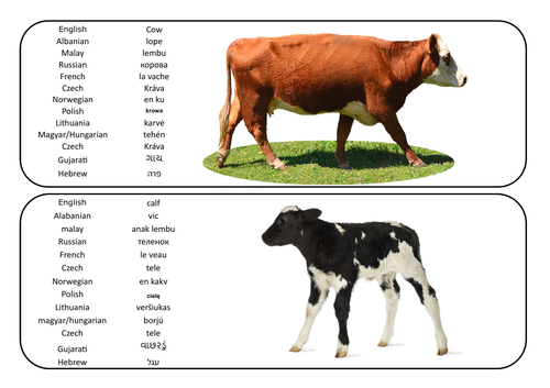 Farm animals in different languages -poster/word map