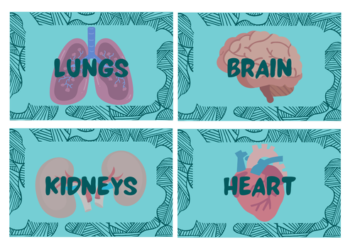 Major Organs Match Cards