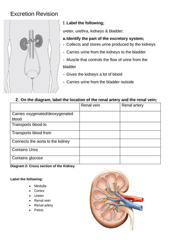 End of Topic Revision: Human Excretion IGCSE