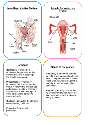 Child Development- Revision Cards