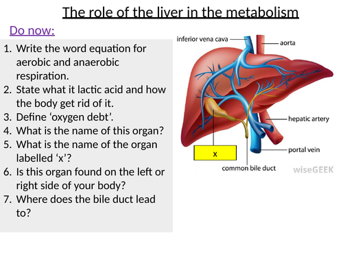 GCSE - Metabolisms and the role of the liver